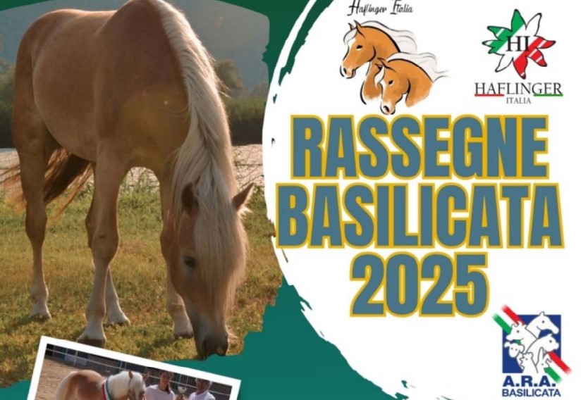 Haflinger Basilicata, due giorni a Pisticci e Pignola